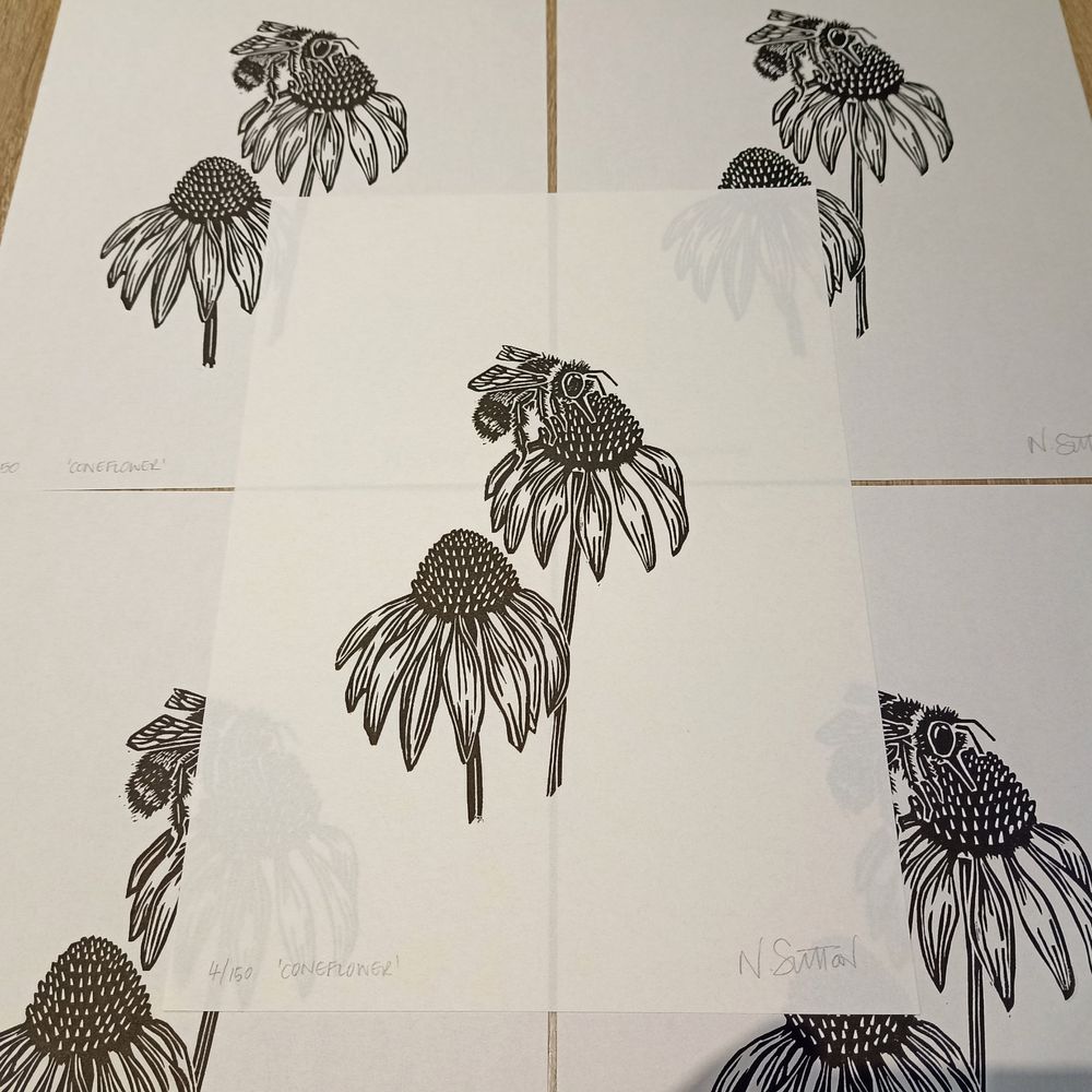 Linoprint of a coneflower/echinacea, with a bee, printed in black ink