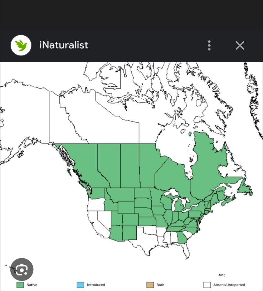 Native range of Joe Pye weed map of US and Canada.