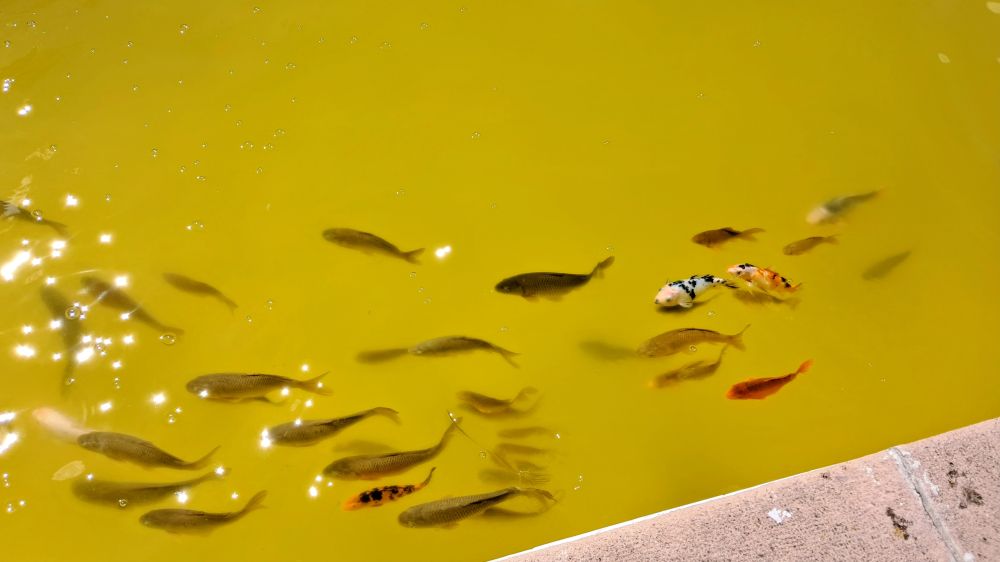 Picture of small fish swimming in yellow pool with concrete edging visible in bottom right of frame and sunlight reflecting on water's surface in left; fish are dark brown, green, and orange-white-black koi