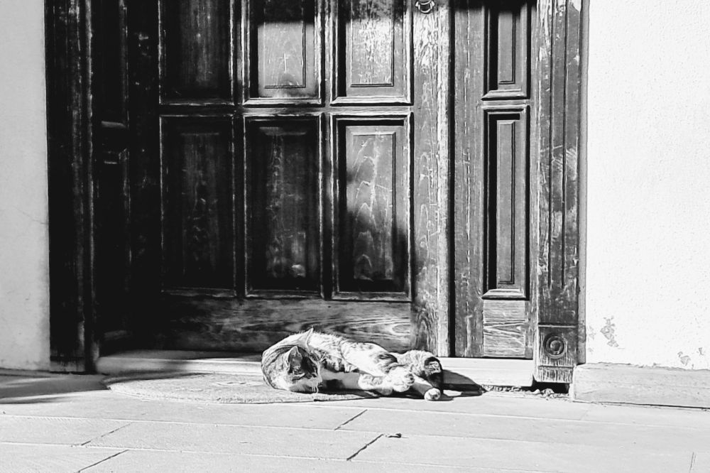 Picture of small white and gray cat lying on side on rug in front of dark wooden door, looking at its paws; sunlight highlights cat fur and casts sharp shadow; light colored concrete ground in foreground