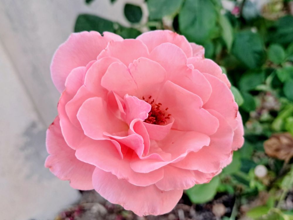 Picture of single light pink rose in full bloom viewed from top-down angle; flower has multiple layers of overlapping petals with slightly ruffled edges, transitioning from pale pink on outer petals to deeper pink near center; cluster of red-brown stamens visible in open center; bokeh'd background shows edge of park with dark green foliage on right and light gray wall on left of frame