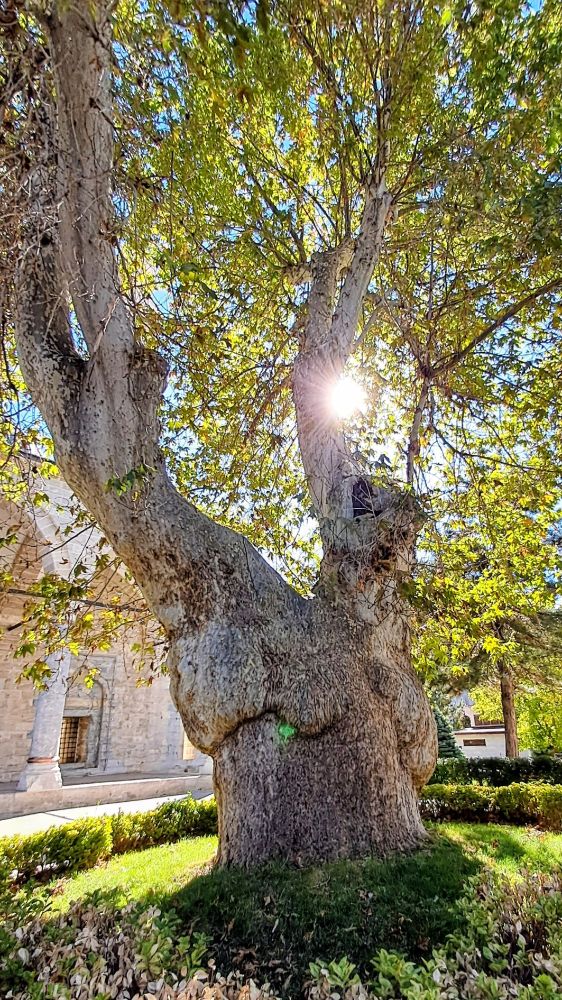 Picture of large gnarled tree trunk with rough gray bark viewed from low angle with bright sunlight shining through green and yellow leaves above; trunk is surrounded by grass and low shrubs, with stone building visible in background