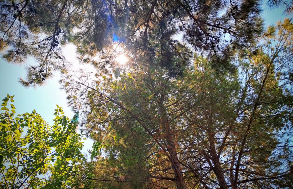 Picture of dense forest canopy seen from below, bright sun shining directly through pine and other tree leaves, producing sun flare and lens flare against pale blue sky