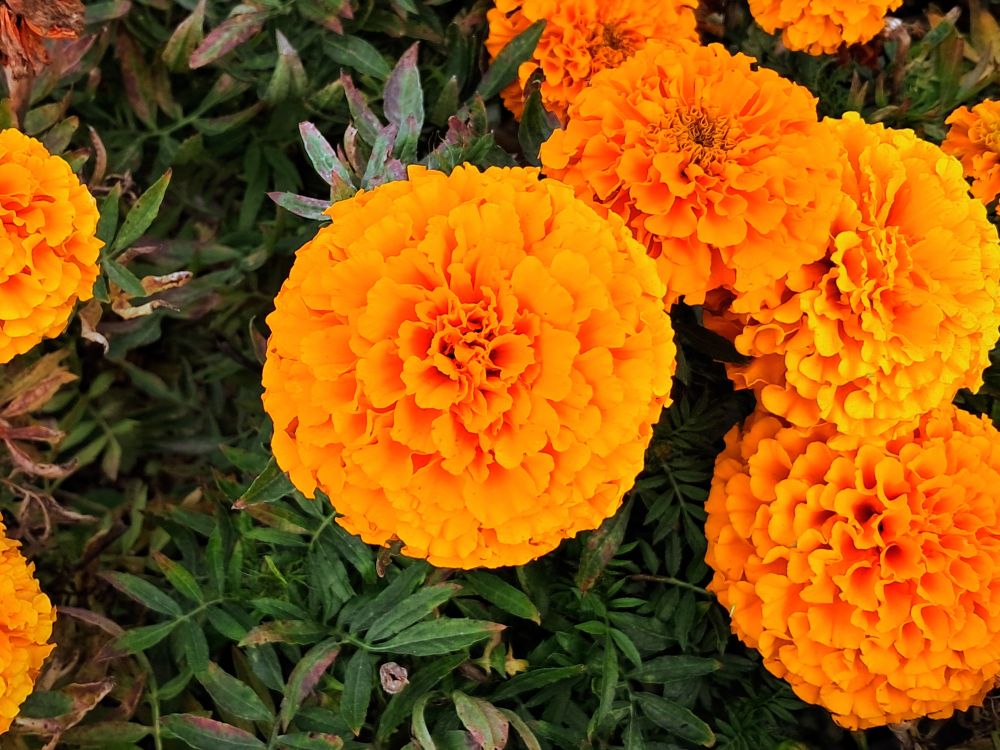 Close-up picture of bright orange marigold flowers with ruffled petals surrounded by green leaves