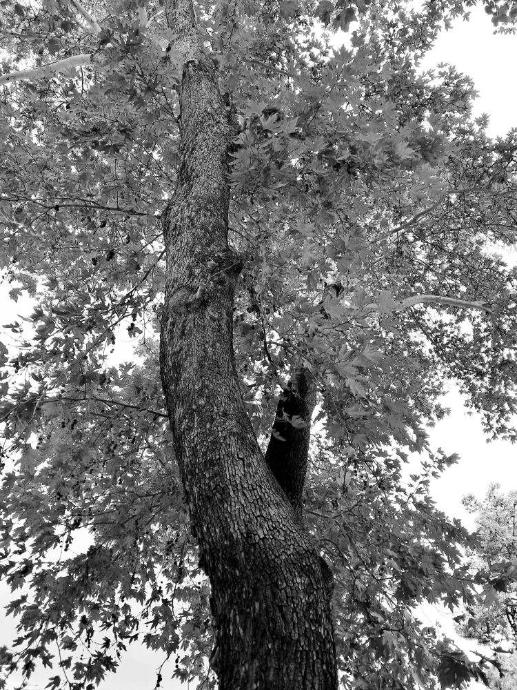 Monochrome picture of large tree viewed from low angle looking vertically up trunk toward sky; dark textured bark with deep furrows covers thick trunk curving slightly upward; expansive canopy with lobed leaves in shades of what would have been yellow, gold, brown, and fading green against pale blue sky