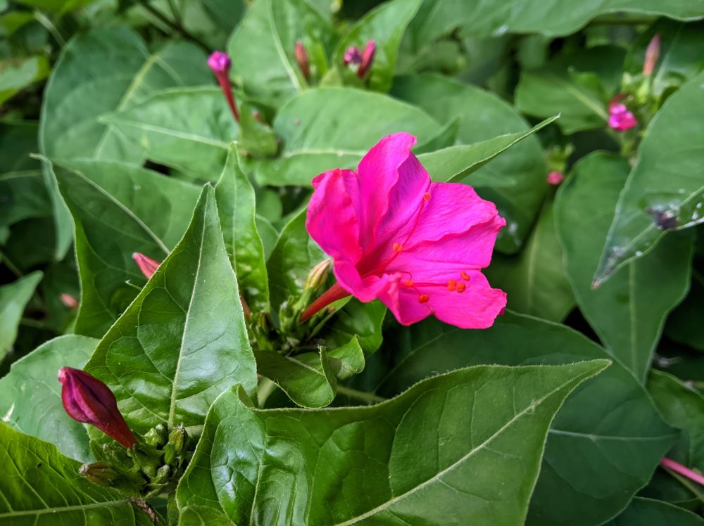 Picture of single vibrant pink mirabilis flower blooming among dark green leaves, surrounded by unopened buds in left and background