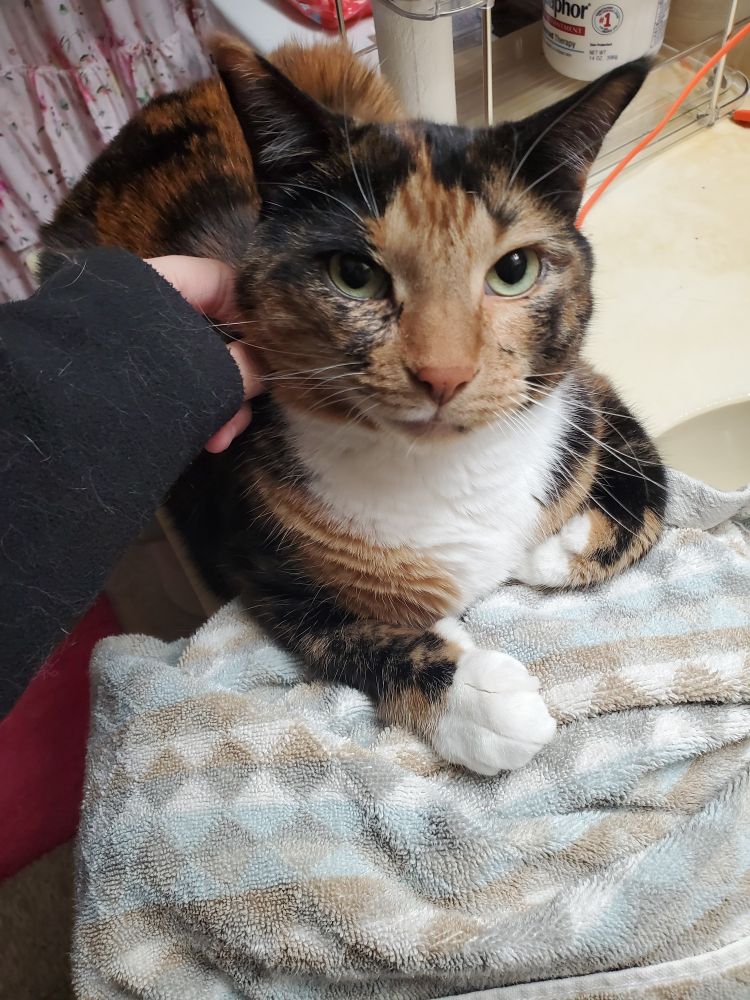 Calico kitty with a white tummy and paws and yellow-green eyes getting a small pet while on a blue, white, brown, and grey checkered towel.