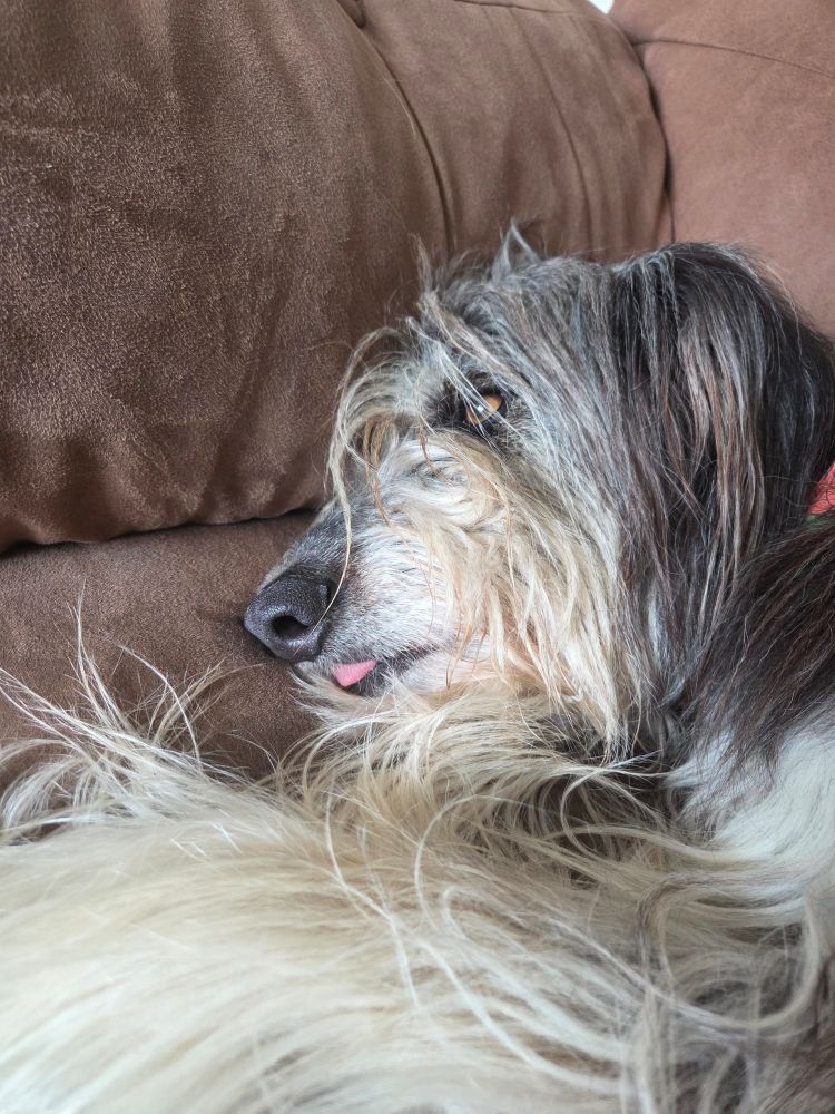 A scruffy mixed breed dog with her tongue sticking out. 