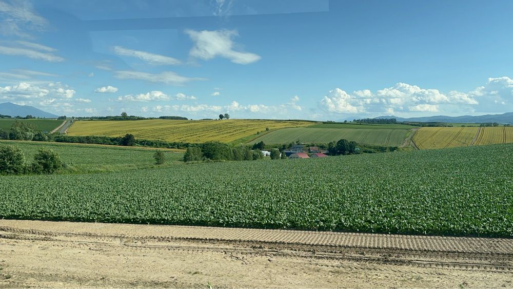 パッチワークの路とか有名な木とかいろいろ見た！