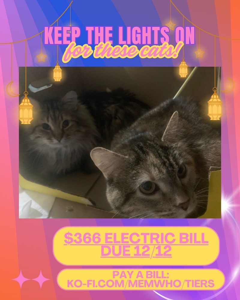 sunset gradient background with lanterns hanging over a picture of mem's cats in a box, title reads: keep the lights on for these cats! three hundred and sixty six electric bill due december twelfth. pay a bill via the link: ko-fi.com/memwho/tiers