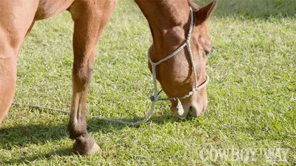 a brown horse with a rope around its neck is grazing in the grass