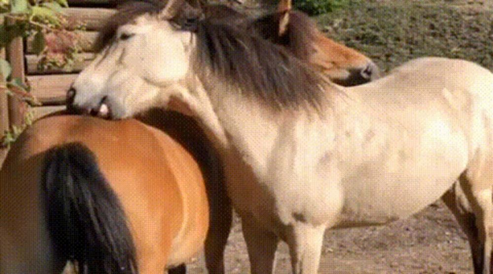 a group of horses standing next to each other in a field