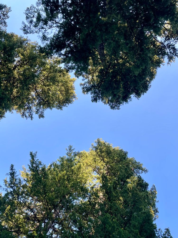 Looking up into the sky, through a cluster of evergreen trees