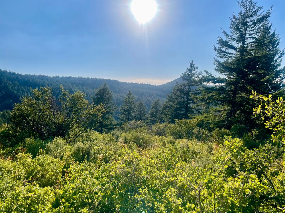 View of an evergreen-filled mountain range in the distance, with an array of green shrubs in the foreground. In the Caribou National Forest.