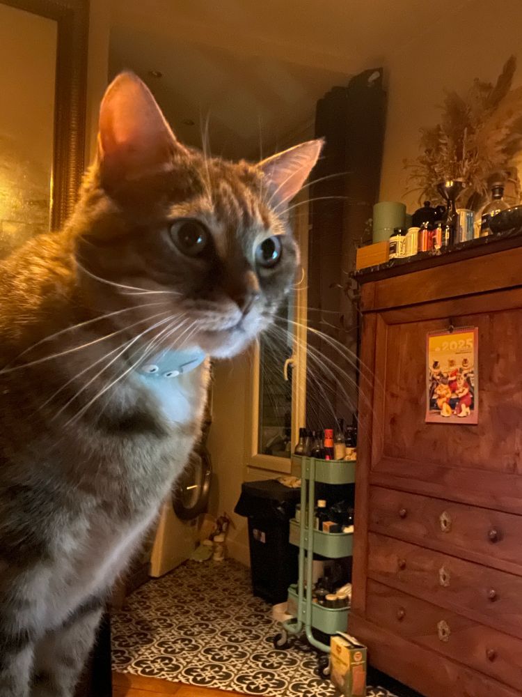 Chat tigré creme avec cuisine en fond