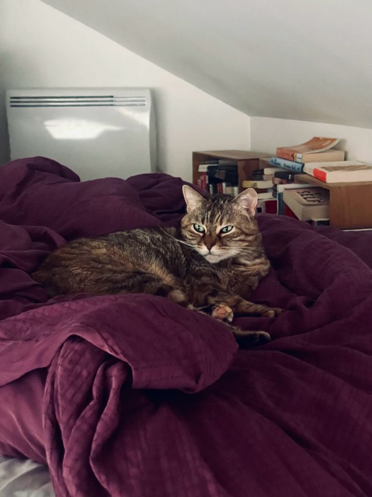 Féfé lovée dans les draps de son lit