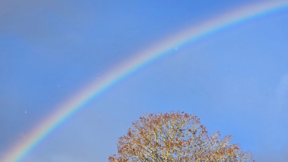 A rainbow over an oak tree in between stormy weather as rain drops & sunshine meet in beautiful harmony
