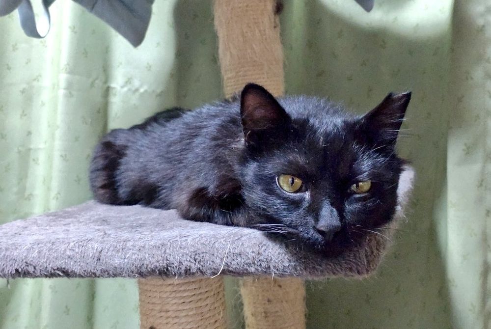 寛いでる黒猫