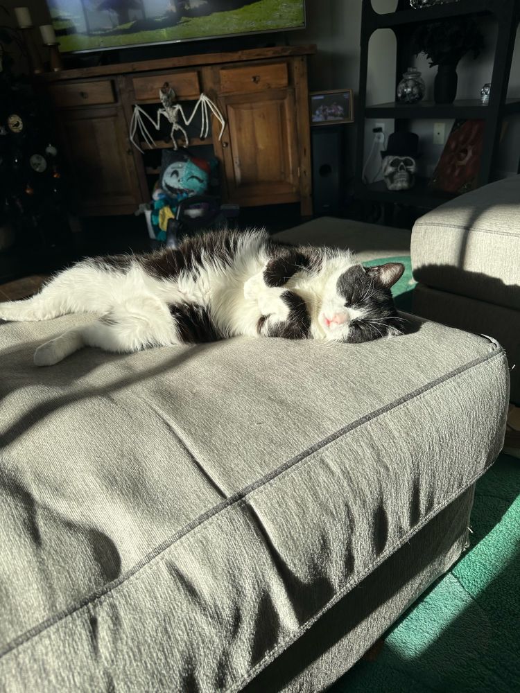 Black and white tuxedo cat reclining on an ottoman. 