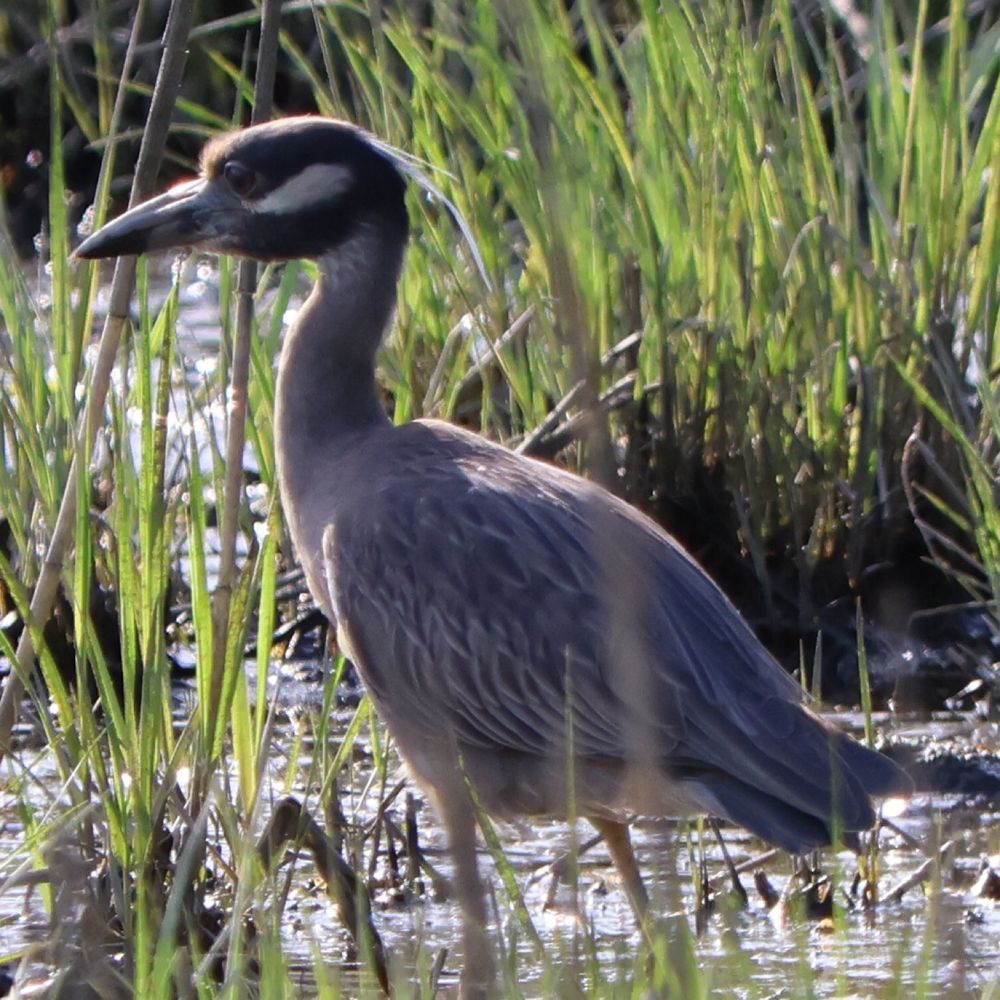 look his colors are coming in i’m so exited for him  a smol heron