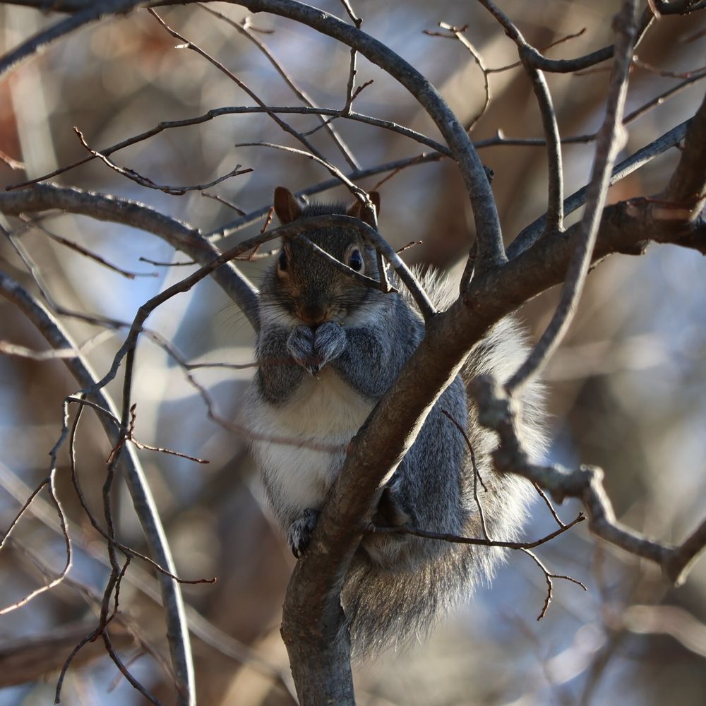 i still got more! -squirrel
squirrel hands up to his mouth eating