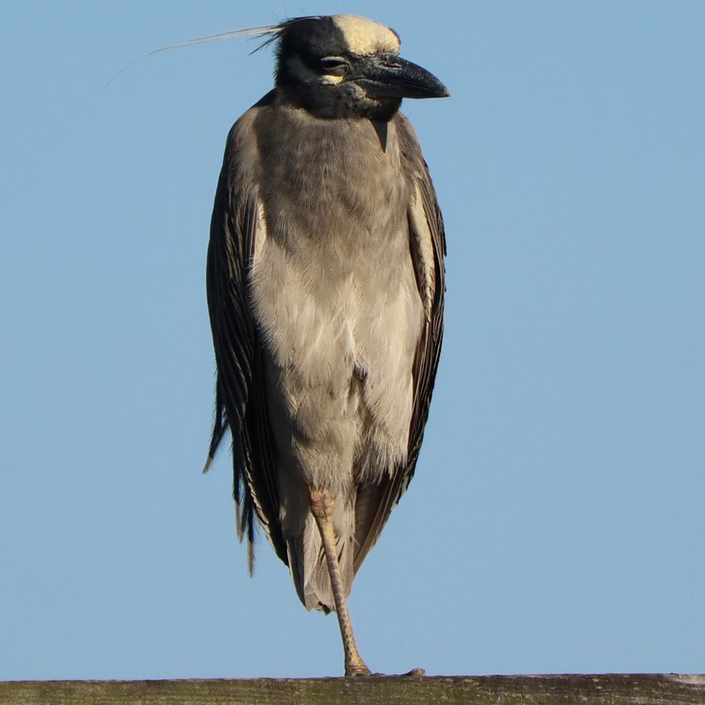 just a squinting heron on one foot don’t mind him