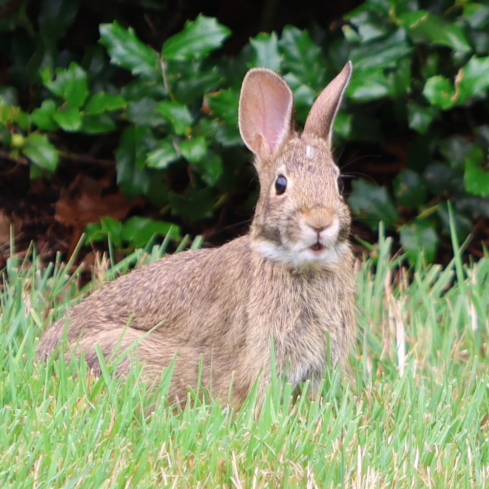 “oh, i’ve been caught on film!” a small bunny looking at the camera in disbelief 