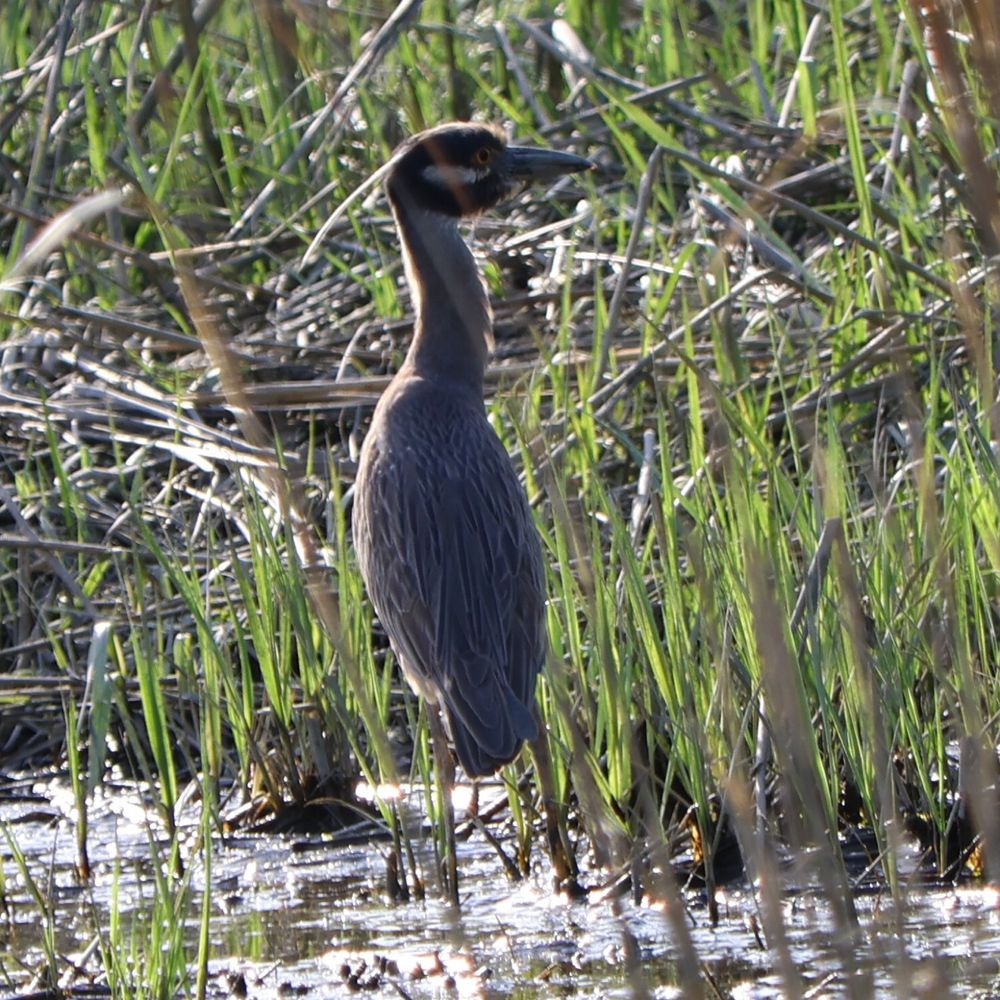 he’s new here but he’s learning
small heron looking around