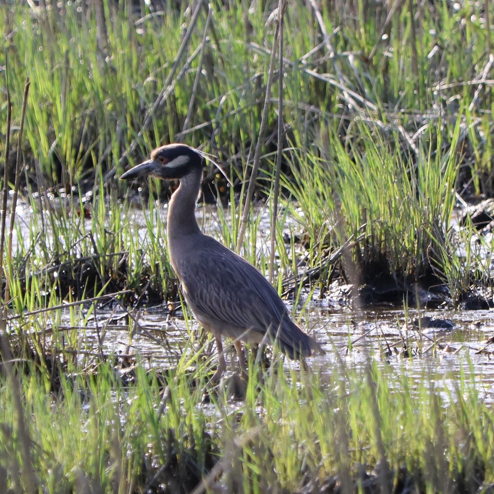 look at this lad what big round eyes it’s a heron!