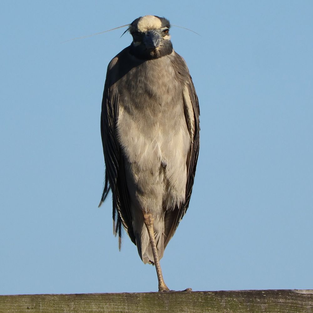 front facing dad heron looking out at the sea i guess