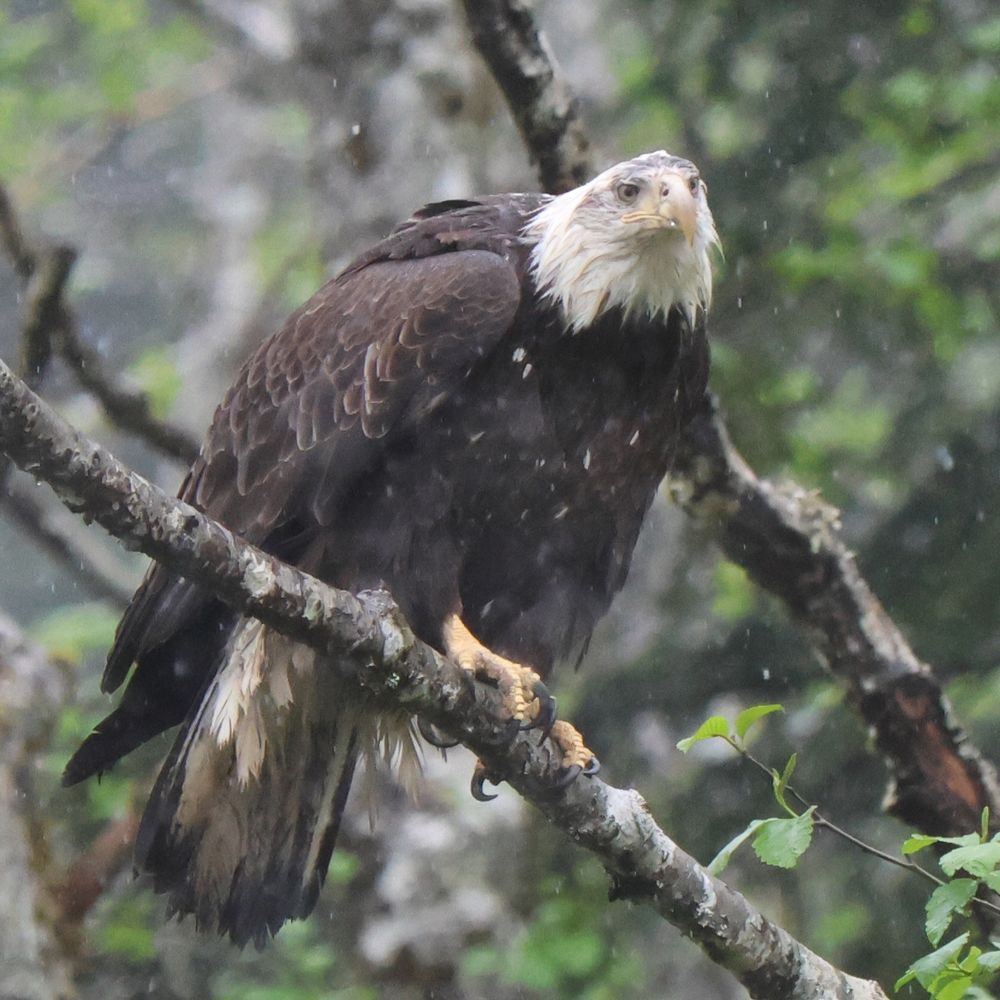 he was up there for the entire time i was outside looking at bears a bald eagle lookin around 