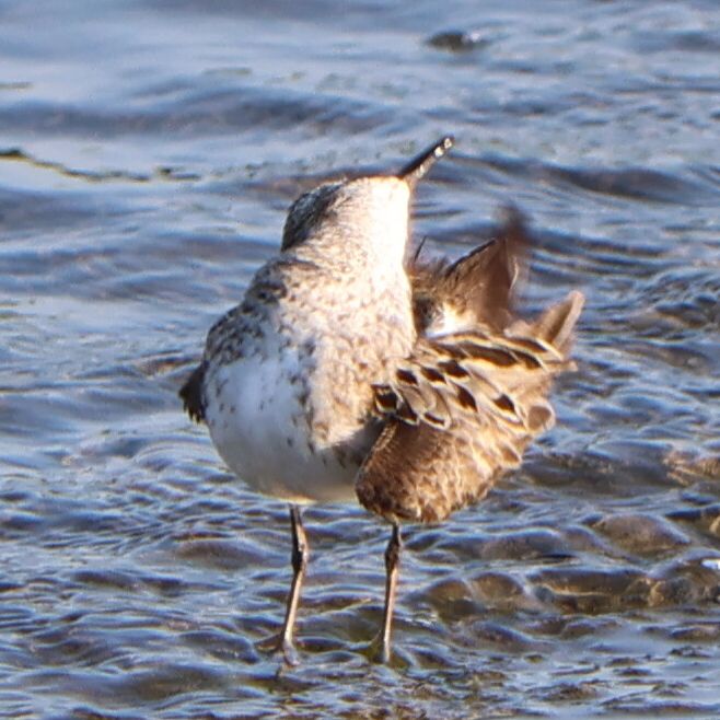 one happy little sandpiper!