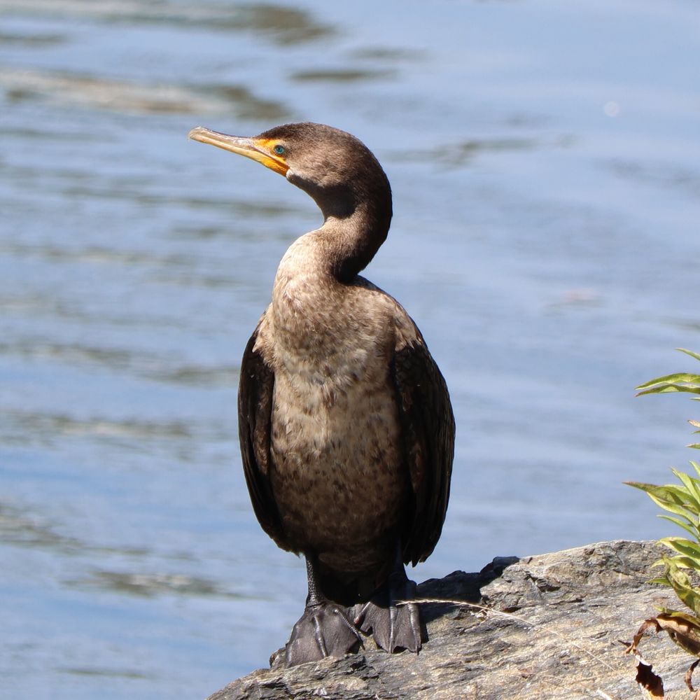 a cormorant standing on a small section of the bank that is solid rock