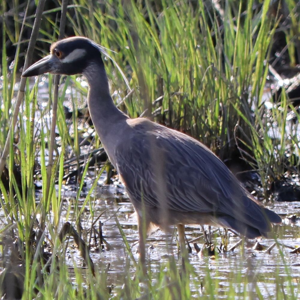 those eyes are so beautiful omg a smol heron 
