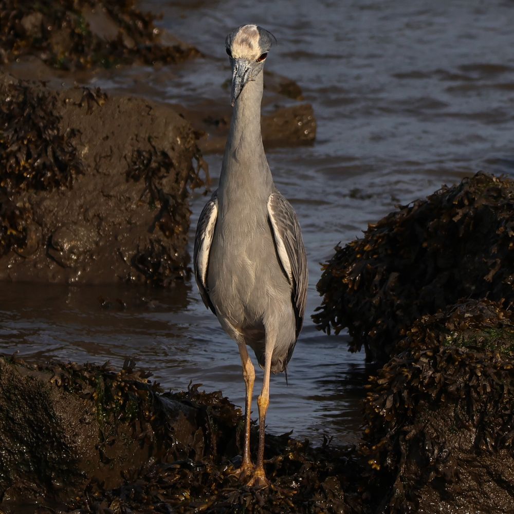 dark evil night heron aura farming. just looking menacing.