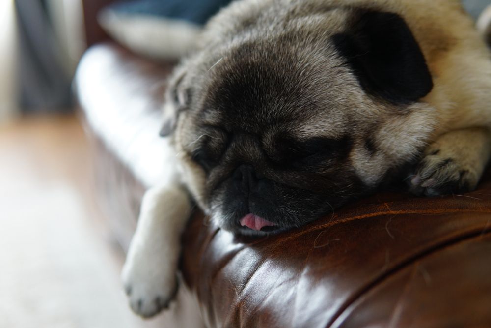 A pug sleeping on a leather couch, with her tongue sticking out and one paw hanging down the side
