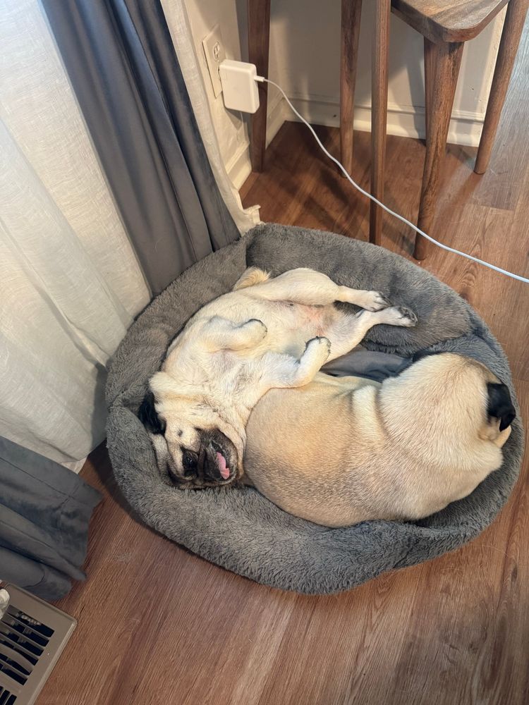 Two fawn pugs curled up in a dog bed. The pug on the left is lying on her back with her tongue out. The one on the right is curled facing away, with his back towards the camera