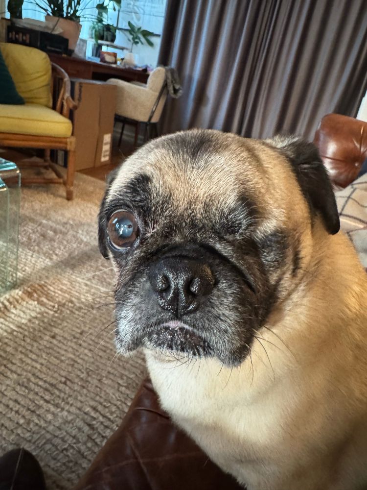 A fawn pug with one eye