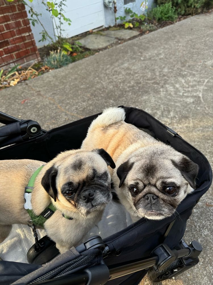 Two pugs in a dog stroller