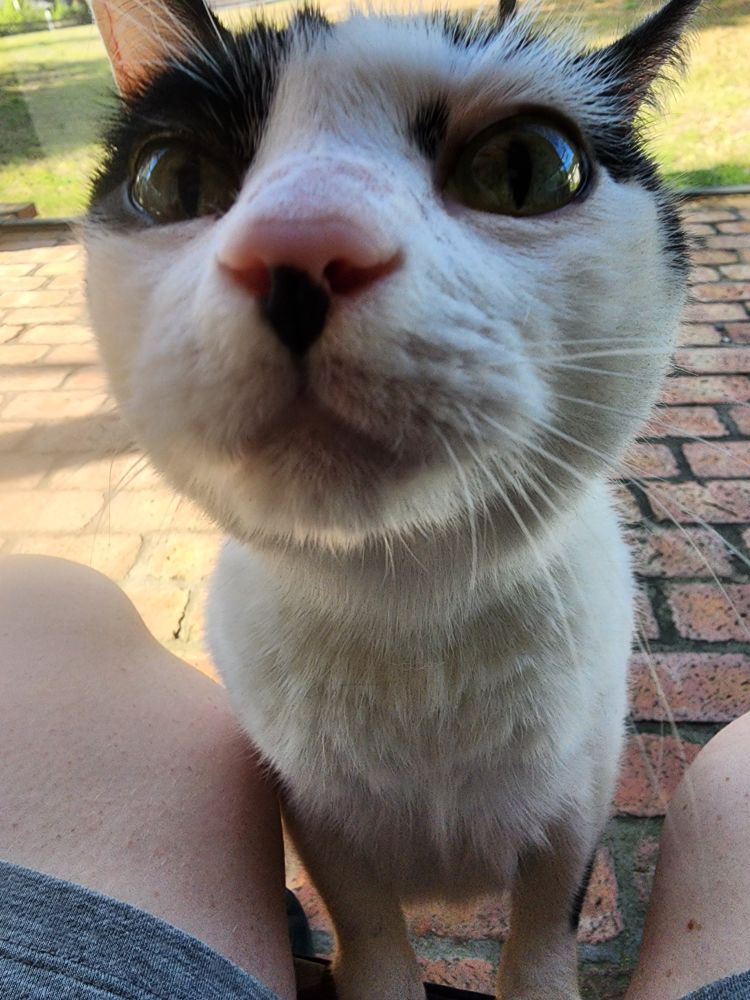 Image of one of my cats, this being of Artemis, a white and black cat.