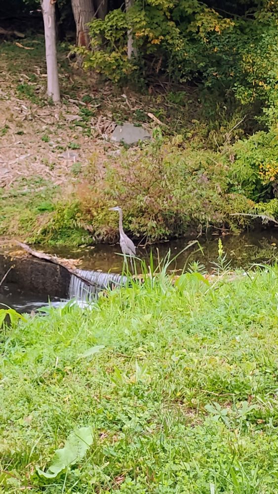 Great Blue Heron standing over a grass and tree lined creek water drop hunting the deep pool beneath 