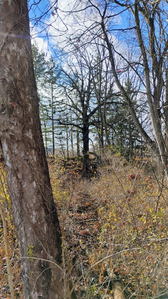 Great big tree over thick brush on autumn carpeted forest hillside