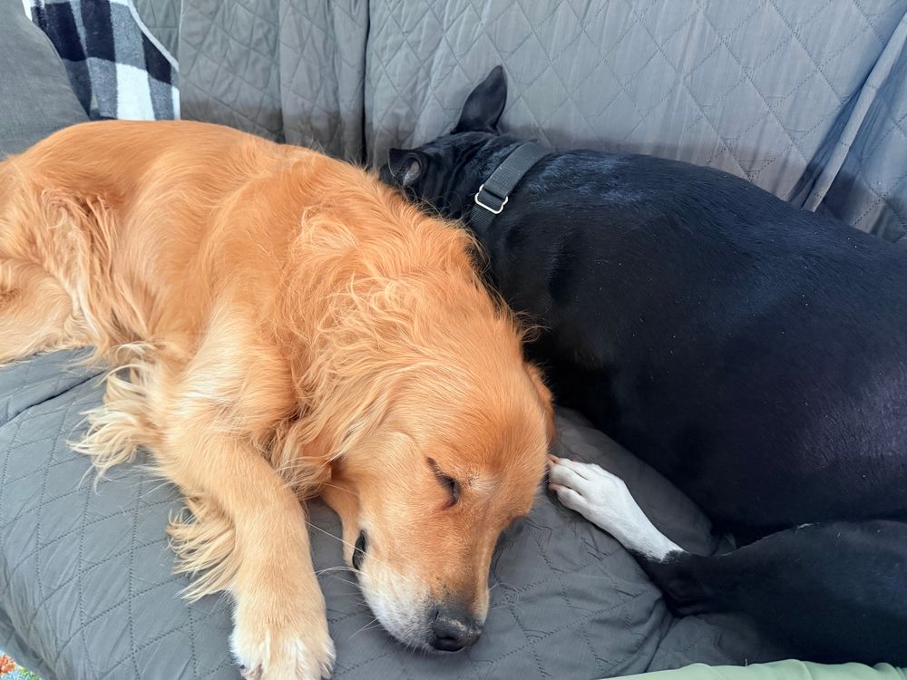 A golden retriever and pit mix white and black dog laying side by side