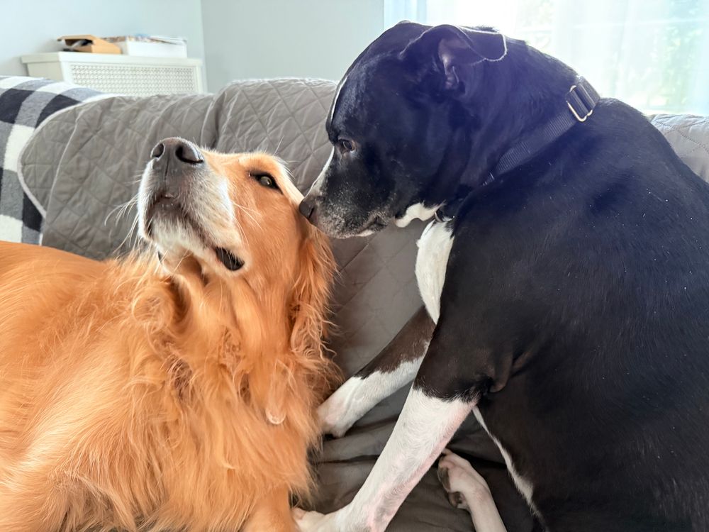 A black and white mixed pit mix sniffing the ear of a golden retriever 