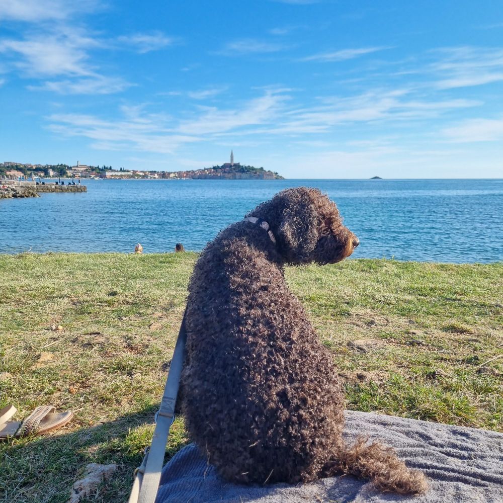 Brown Lagotto Luigi sits in front of the Sea with the Panorama of the Ancient City Rovinj