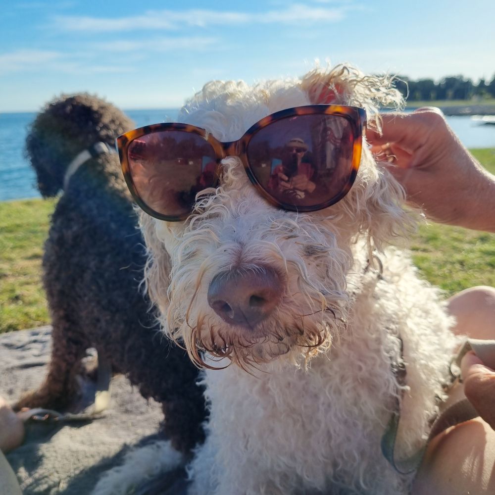 White Lagotto Lola with Sunglasses looking into the Camera 