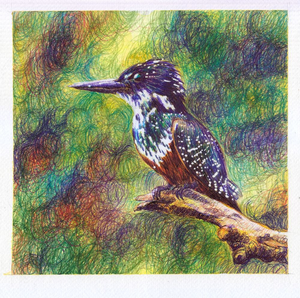 Ballpoint pen drawing of a Giant Kingfisher