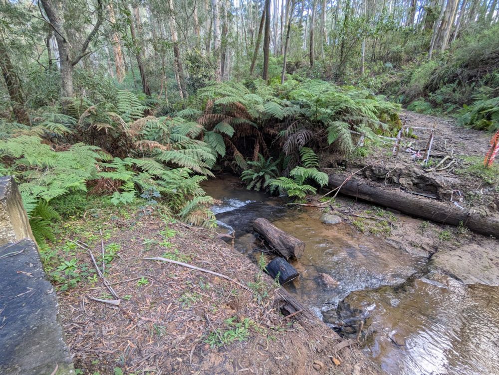 A fern-encrusted creek with a broken bridge