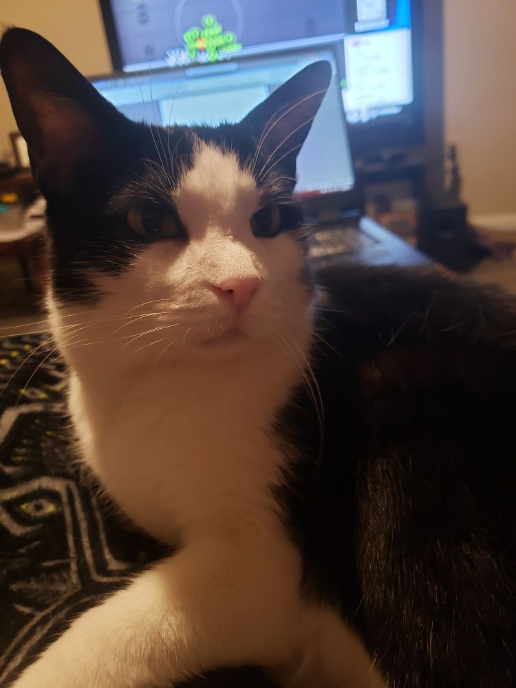 A black and white cat looks suspiciously towards some unidentified sound...