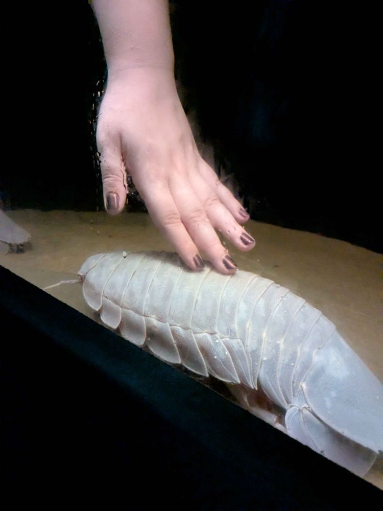 My hand gently touching a giant isopod